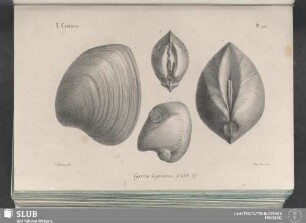 Pl. 275