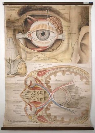 Schutzvorrichtungen am Auge