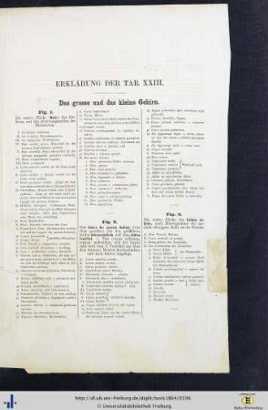 Erklärung der Tab. XXIII.