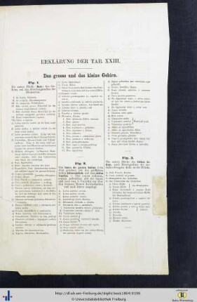 Erklärung der Tab. XXIII.