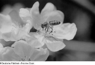 Nahaufnahme einer Blüte mit Insekt