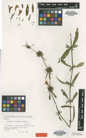 Hygrophila pringlei Greenm. [isotype]