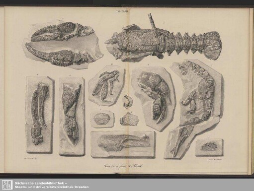 Tab. XXXVIII*. Crustacea from the Chalk