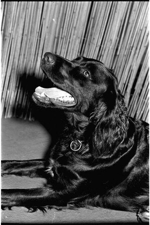 Rückkehr eines entlaufenen Jagdhundes zu seinem Besitzer.