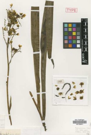 Xiphidium xanthorrhizon Griseb. [holotype]