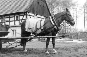 Wittichenau. Schowtschickmühle, Mühlpferd