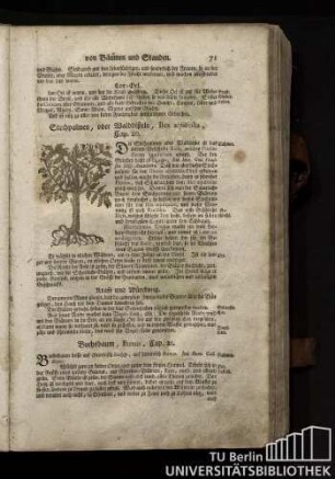 Cap. 21. Buchsbaum, Buxus.