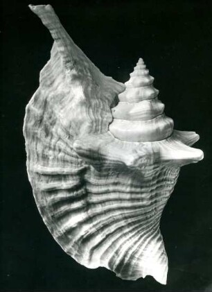 Strombus peruvianus Sw., Westküste Südamerikas