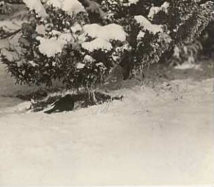 Amsel (Turdus merula L.) im Schnee nach Futter suchend