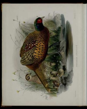 [Plate II.] Phasianus colchicus