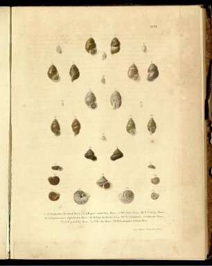 Ser. 1 = Abth. 1, Bd. 2, Taf: Novitates conchologicae. Ser. 1 = Abth. 1. Mollusca extramarina. Bd. 2