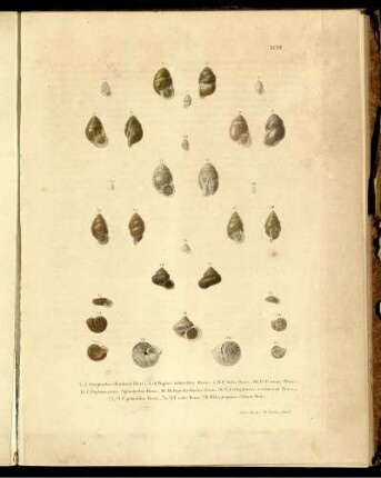 Ser. 1 = Abth. 1, Bd. 2, Taf: Novitates conchologicae. Ser. 1 = Abth. 1. Mollusca extramarina. Bd. 2