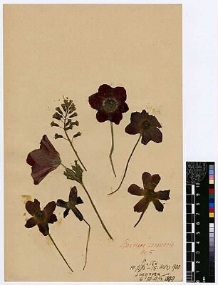 Ranunculaceae Anemone coronaria Post, George E., George E. Post, M.D. D.D.S., LL.D. Late Professor of Natuarl Sciences of the American Universtity of Beirut [Balat (Stadtteil)]