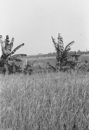 Reifes Reisfeld : Landschaft mit Reisfeldern und Bananenpflanzen