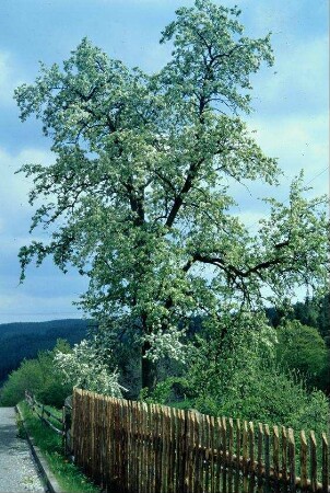 hoher, großer blühender Obstbaum, davor neuer Staketenzaun mit angeschrägten Spitzen