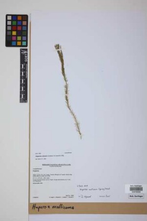 Phlegmariurus mollicomus (Spring) comb. ined.