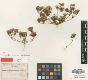Hymenatherum concinnum A.Gray [isotype]