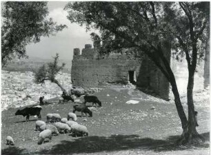 An der alten Stadtmauer von Fès : Vieh grast an den Ruinen der alten Stadtmauer in der marokkanischen Stadt Fès.