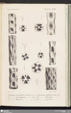 T. Crétacés, Pl. 681