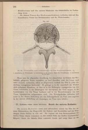 IV. Systema venae cavae inferioris. Bezirk der unteren Hohlader.