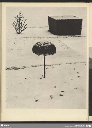 Bäumchen im Schnee