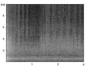 Wiesengrashüpfer | Chorthippus dorsatus - Stridulation