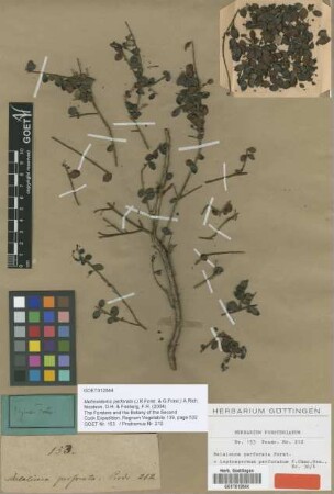 Leptospermum perforatum J.R.Forst. & G.Forst. [type]