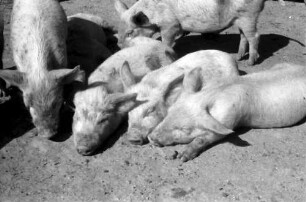 Assan Aga: Schweinezucht (Pressefahrt zur Besichtigung landwirtschaftlicher Betriebe im Bezirk Vlasca)