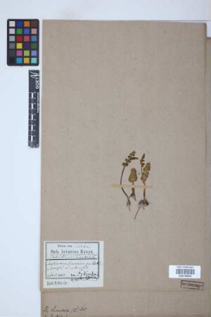 Botrychium lunaria