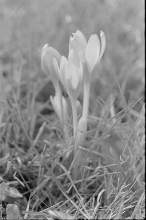 Čičmany. Akt-Pleinair 1980. Herbstzeitlose (Colchicum autumnale) auf einer Wiese
