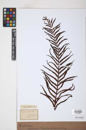 Blechnum discolor (Forst.) Keyserl., 1873