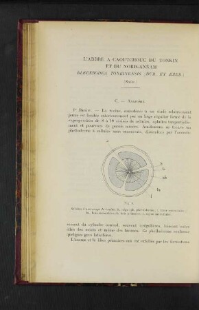 L'Arbre A Caoutchouc Du Tonkin Et Du Nord-Annam.