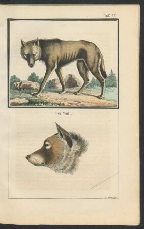 Tafel 17.: Der Wolf.