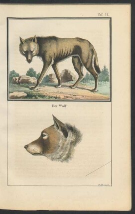 Tafel 17.: Der Wolf.