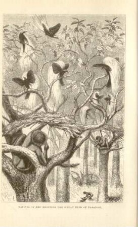 Natives of Aru shooting the great Bird of Paradise
