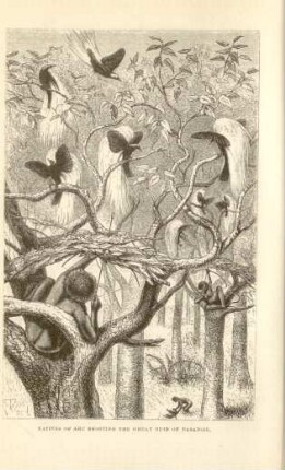 Natives of Aru shooting the great Bird of Paradise