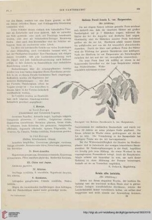 4: Betula alba laciniata