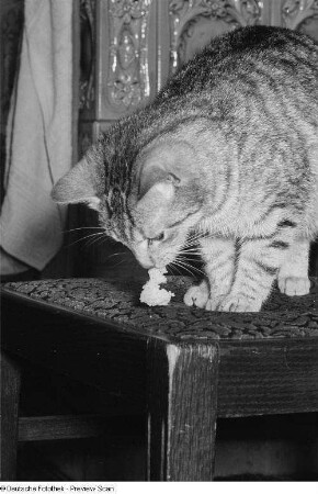 Katze, beim Fressen auf einem Stuhl