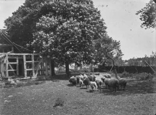Lüneburger Heide : Lüneburger Heide. Schafherde in einem Gehöft