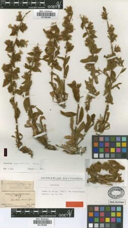 Convolvulus pyrrhotrichus Boiss. [isotype]