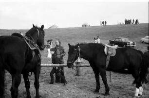 Vogtsburg: Pferde des Reitturniers