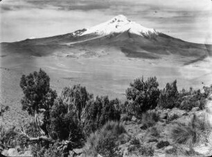 Der Cerro Cabaraya : Blick vom Stock des Isluga auf den Cerro Cabaraya. Im Vordergrund befindet sich Queñuaholz mit gelbem Ichu-Gras.