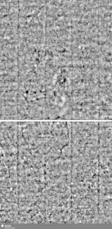 Lilienschild / K = S.53/54+55/56