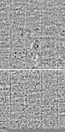 Lilienschild / K = S.53/54+55/56