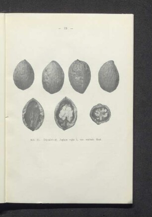 Schnabelnuß Juglans regia L. var. rostrata Hort.