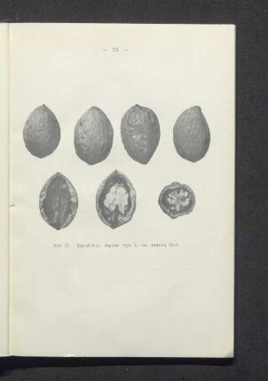 Schnabelnuß Juglans regia L. var. rostrata Hort.