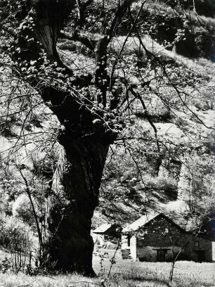 Vorfrühling im Hinterland des Tessins