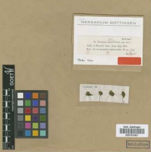 Fissidens angustifolius Sull. [isotype]