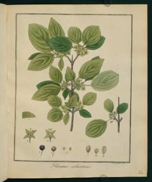 22r, Rhamnus catharticus