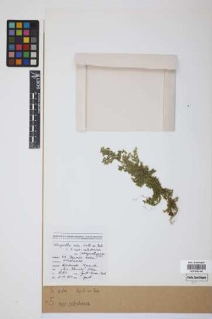 Selaginella neocaledonica Baker
